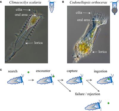 Modulation of Cilia Beat Kinematics Is a Key Determinant of Encounter Rate and Selectivity in Tintinnid Ciliates